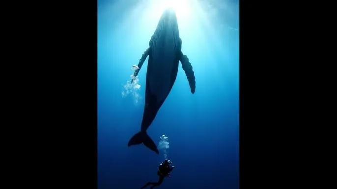 丝袜写真 - 深蓝星球：探索海洋深处的未知世界
